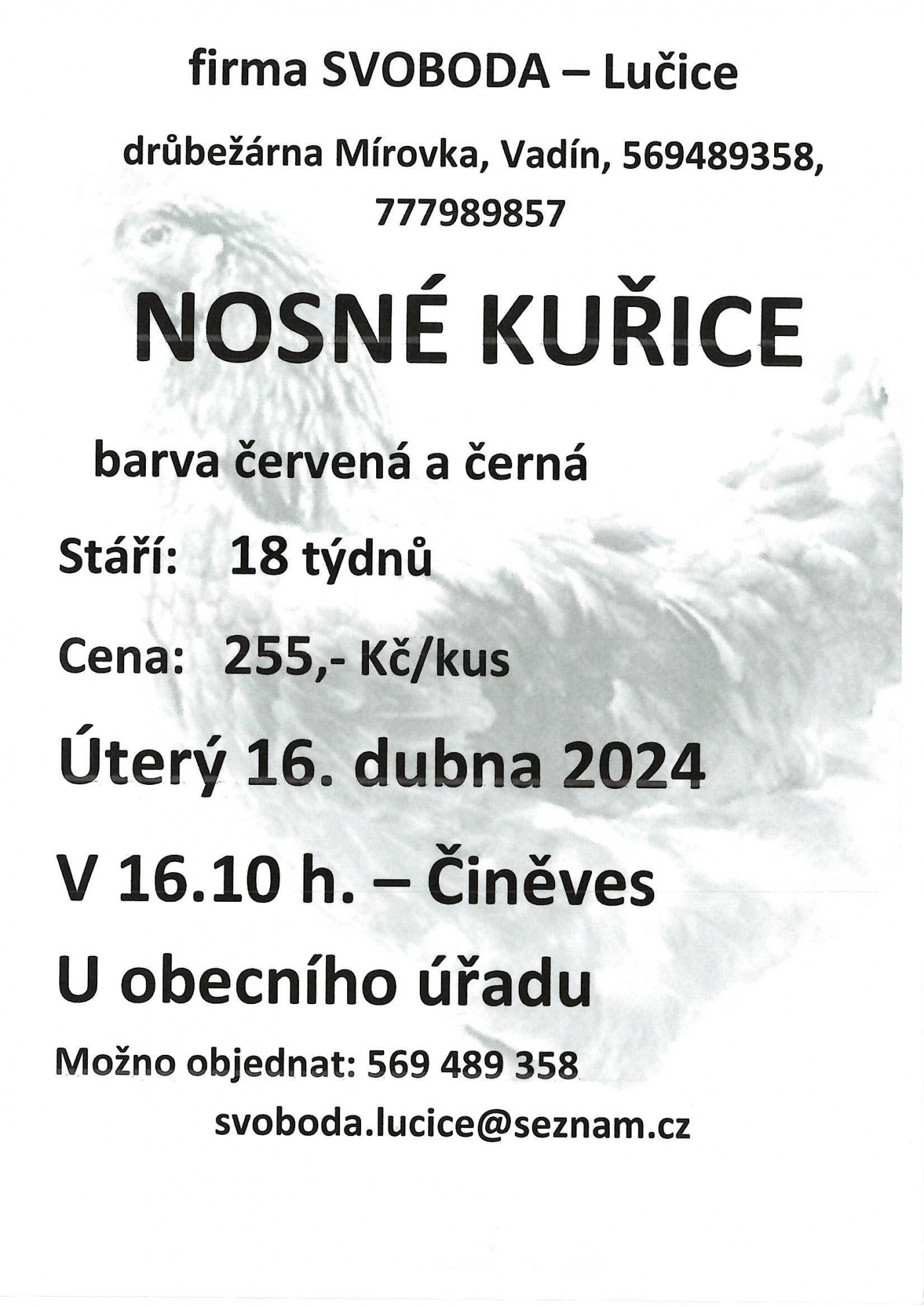Nosné kuřice 16.4.2024